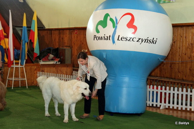 Pies gończy polski championem wystawy w Trapezie (zdjęcia)