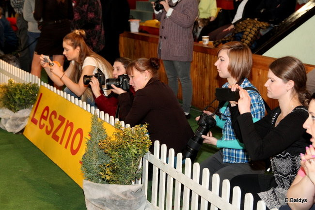 Pies gończy polski championem wystawy w Trapezie (zdjęcia)