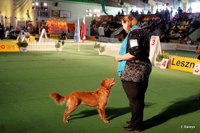Pies gończy polski championem wystawy w Trapezie (zdjęcia)