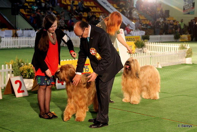 Pies gończy polski championem wystawy w Trapezie (zdjęcia)