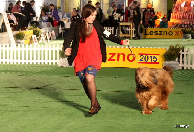 Pies gończy polski championem wystawy w Trapezie (zdjęcia)