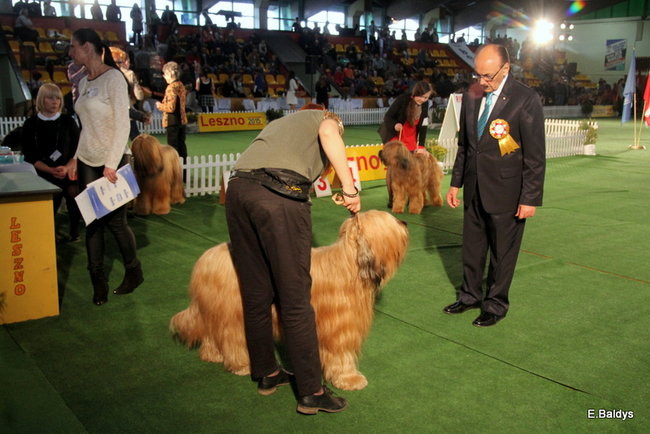 Pies gończy polski championem wystawy w Trapezie (zdjęcia)