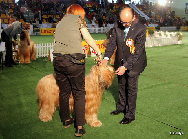 Pies gończy polski championem wystawy w Trapezie (zdjęcia)