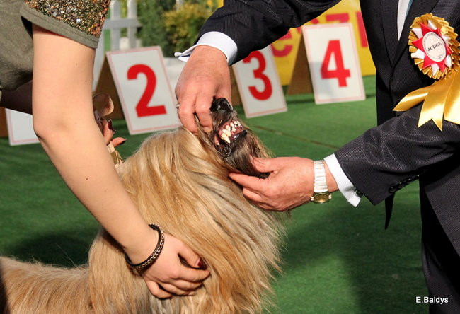 Pies gończy polski championem wystawy w Trapezie (zdjęcia)