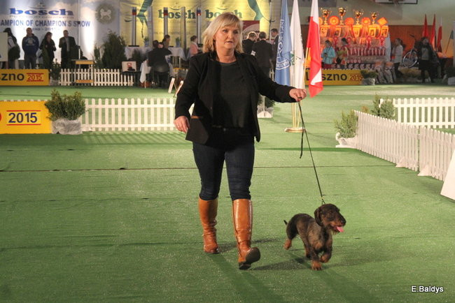Pies gończy polski championem wystawy w Trapezie (zdjęcia)