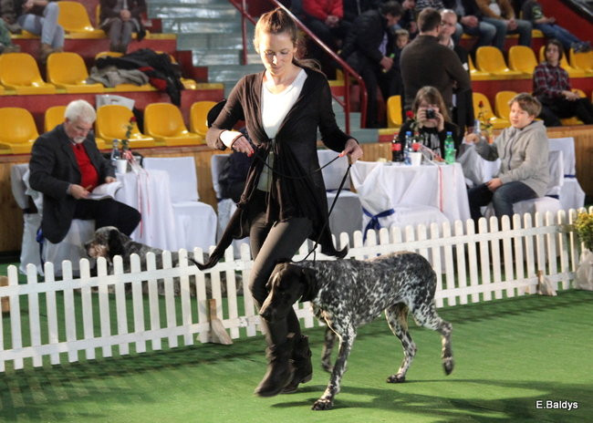 Pies gończy polski championem wystawy w Trapezie (zdjęcia)