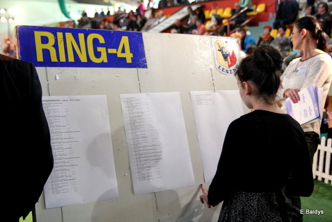 Pies gończy polski championem wystawy w Trapezie (zdjęcia)