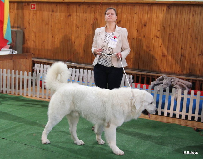 Pies gończy polski championem wystawy w Trapezie (zdjęcia)