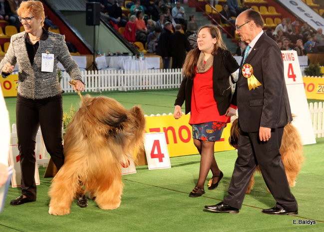 Pies gończy polski championem wystawy w Trapezie (zdjęcia)