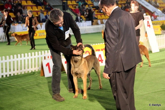 Pies gończy polski championem wystawy w Trapezie (zdjęcia)