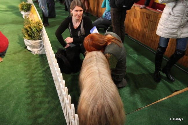 Pies gończy polski championem wystawy w Trapezie (zdjęcia)