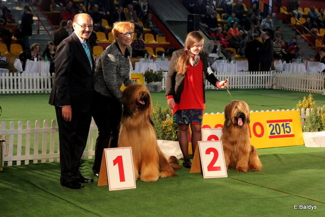 Pies gończy polski championem wystawy w Trapezie (zdjęcia)