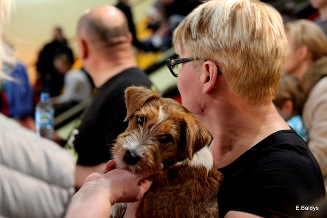 Pies gończy polski championem wystawy w Trapezie (zdjęcia)