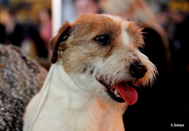 Pies gończy polski championem wystawy w Trapezie (zdjęcia)