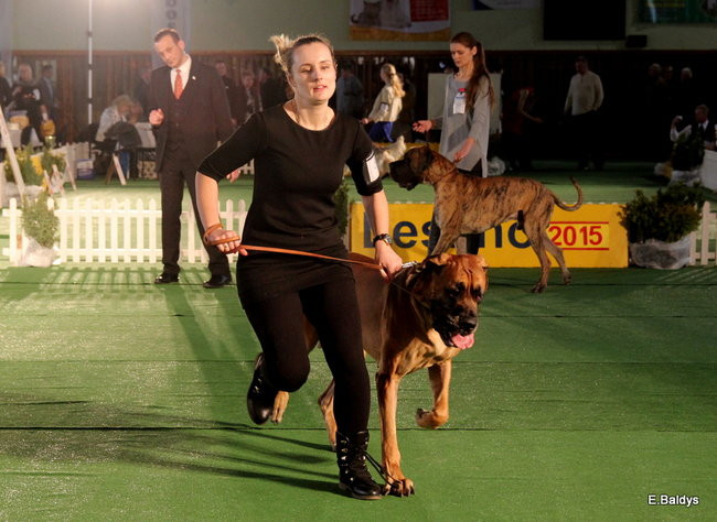 Pies gończy polski championem wystawy w Trapezie (zdjęcia)