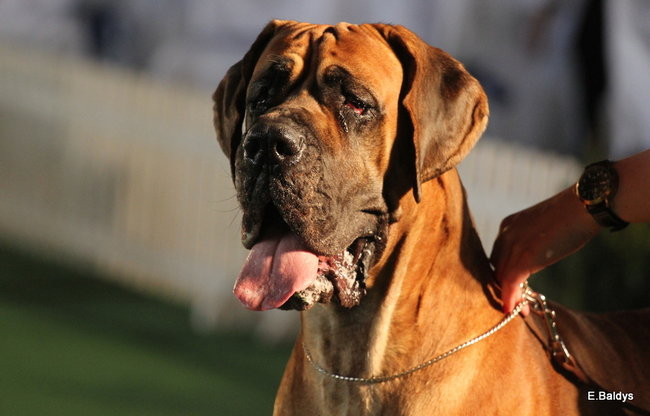 Pies gończy polski championem wystawy w Trapezie (zdjęcia)