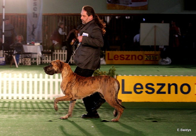 Pies gończy polski championem wystawy w Trapezie (zdjęcia)