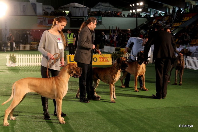 Pies gończy polski championem wystawy w Trapezie (zdjęcia)