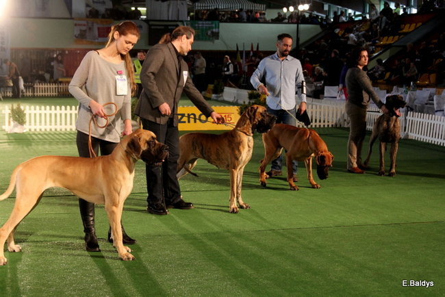 Pies gończy polski championem wystawy w Trapezie (zdjęcia)