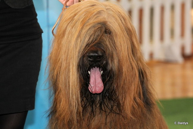 Pies gończy polski championem wystawy w Trapezie (zdjęcia)