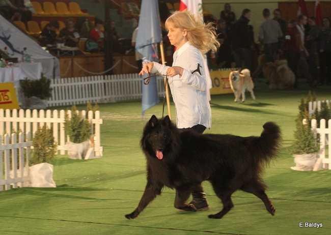 Pies gończy polski championem wystawy w Trapezie (zdjęcia)