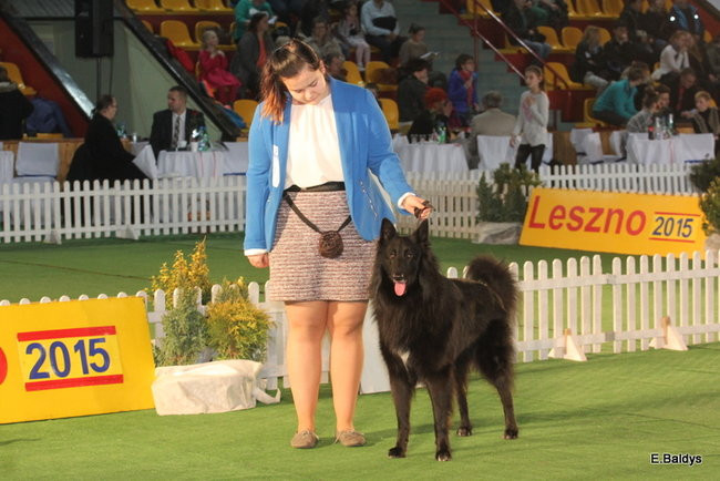 Pies gończy polski championem wystawy w Trapezie (zdjęcia)