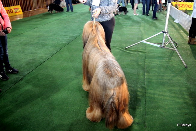 Pies gończy polski championem wystawy w Trapezie (zdjęcia)