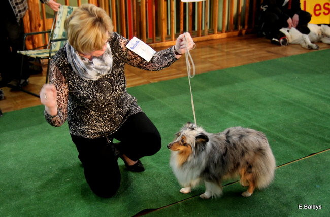 Pies gończy polski championem wystawy w Trapezie (zdjęcia)