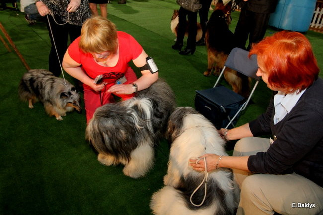 Pies gończy polski championem wystawy w Trapezie (zdjęcia)