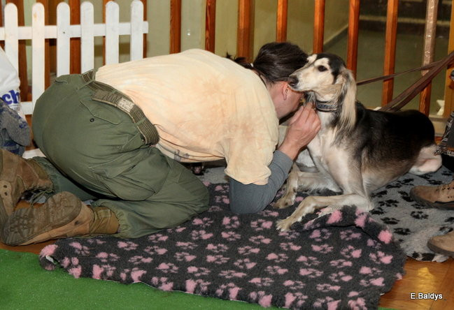 Pies gończy polski championem wystawy w Trapezie (zdjęcia)
