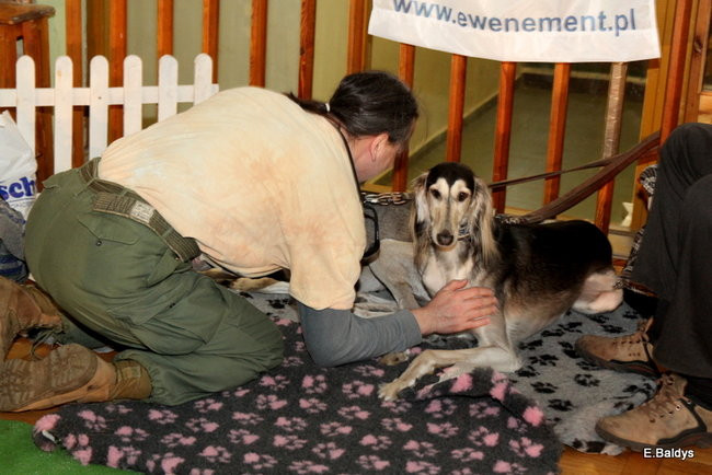 Pies gończy polski championem wystawy w Trapezie (zdjęcia)