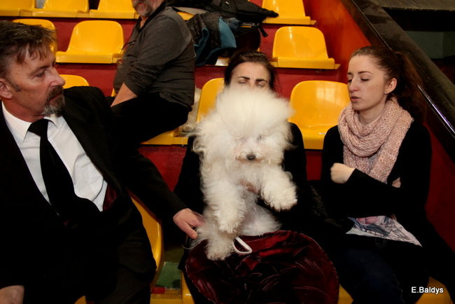 Pies gończy polski championem wystawy w Trapezie (zdjęcia)