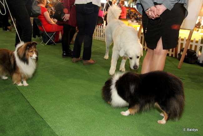 Pies gończy polski championem wystawy w Trapezie (zdjęcia)