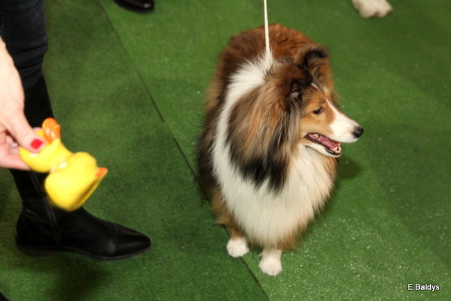 Pies gończy polski championem wystawy w Trapezie (zdjęcia)