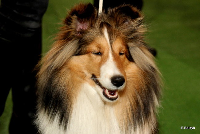 Pies gończy polski championem wystawy w Trapezie (zdjęcia)