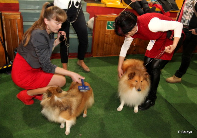 Pies gończy polski championem wystawy w Trapezie (zdjęcia)