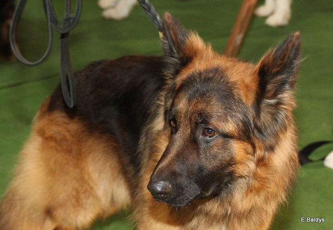 Pies gończy polski championem wystawy w Trapezie (zdjęcia)