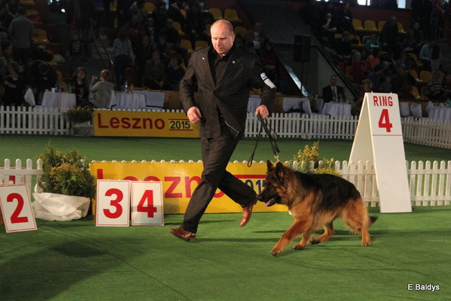 Pies gończy polski championem wystawy w Trapezie (zdjęcia)