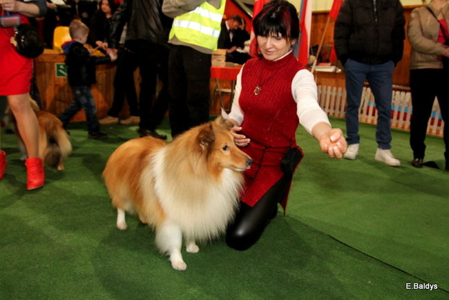 Pies gończy polski championem wystawy w Trapezie (zdjęcia)