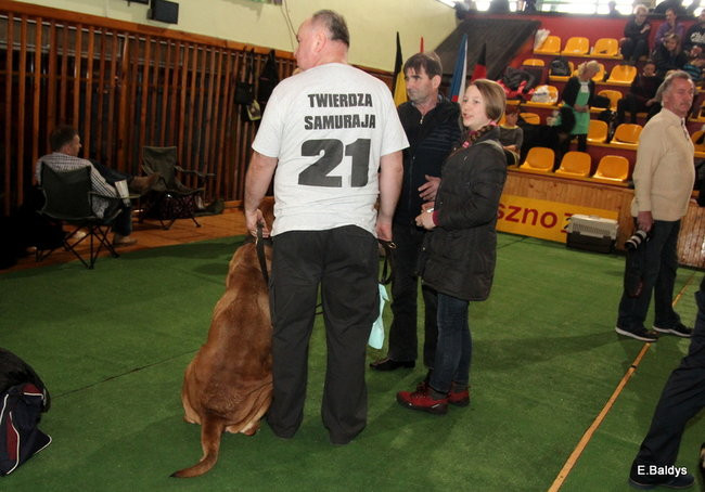 Pies gończy polski championem wystawy w Trapezie (zdjęcia)