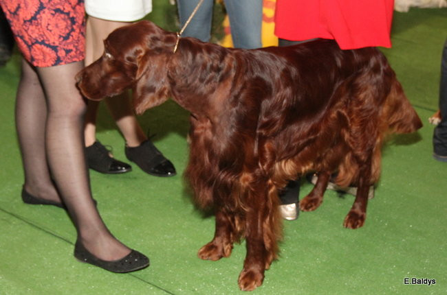 Pies gończy polski championem wystawy w Trapezie (zdjęcia)