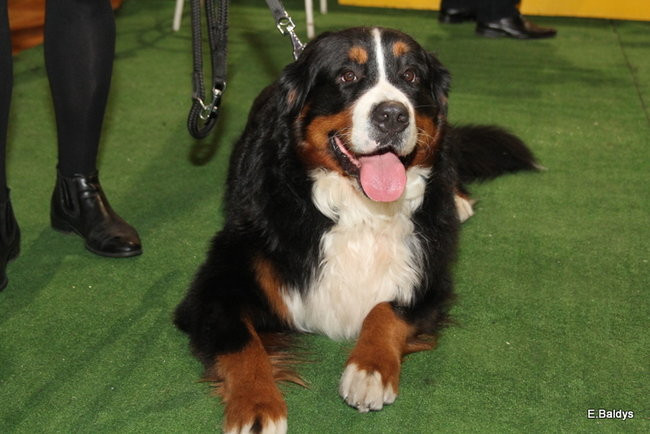 Pies gończy polski championem wystawy w Trapezie (zdjęcia)