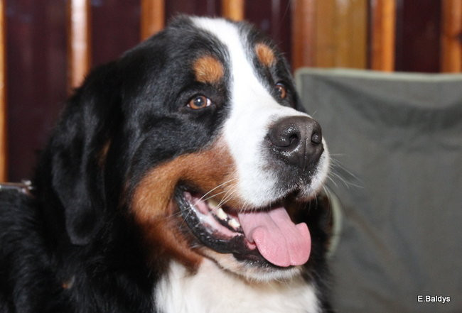 Pies gończy polski championem wystawy w Trapezie (zdjęcia)