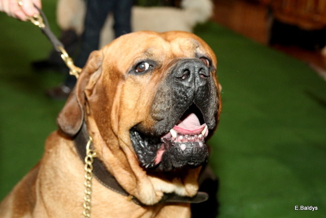 Pies gończy polski championem wystawy w Trapezie (zdjęcia)