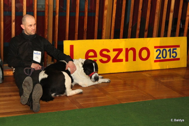 Pies gończy polski championem wystawy w Trapezie (zdjęcia)