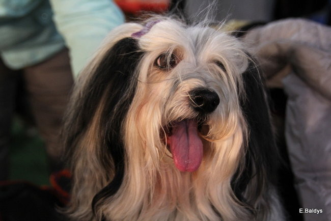 Pies gończy polski championem wystawy w Trapezie (zdjęcia)