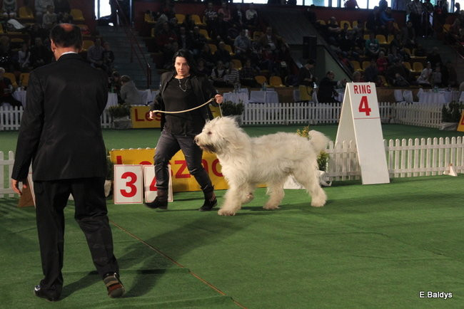 Pies gończy polski championem wystawy w Trapezie (zdjęcia)