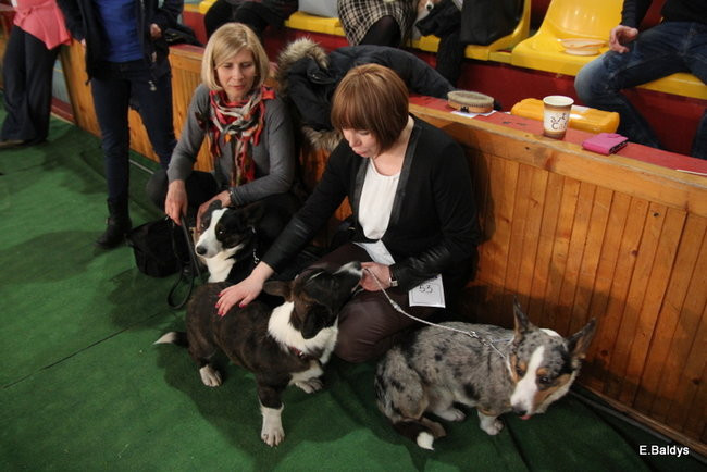 Pies gończy polski championem wystawy w Trapezie (zdjęcia)