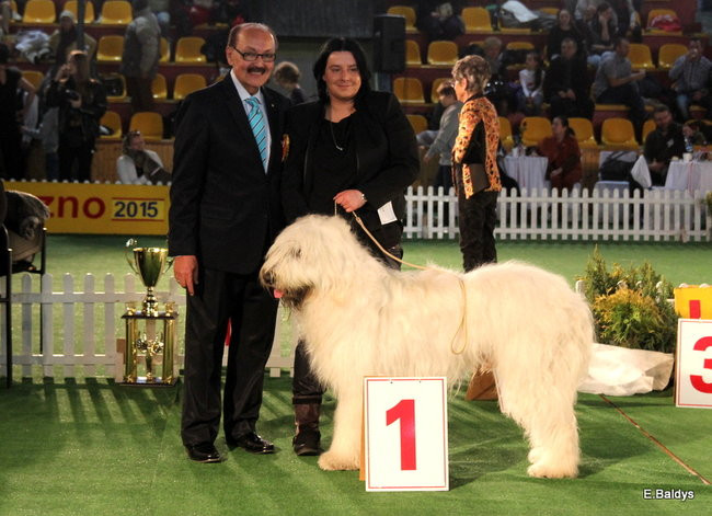 Pies gończy polski championem wystawy w Trapezie (zdjęcia)