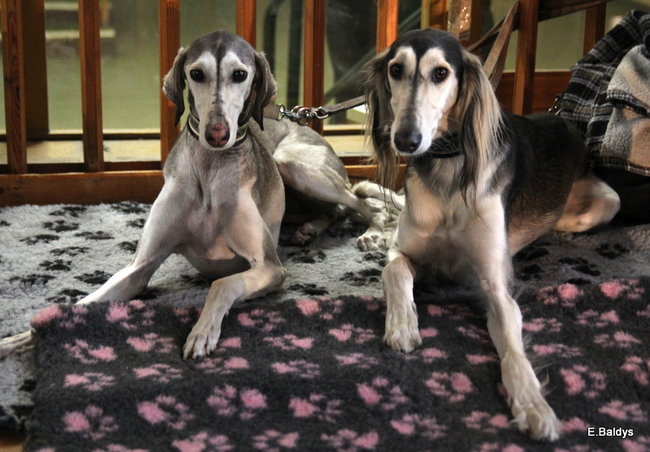 Pies gończy polski championem wystawy w Trapezie (zdjęcia)